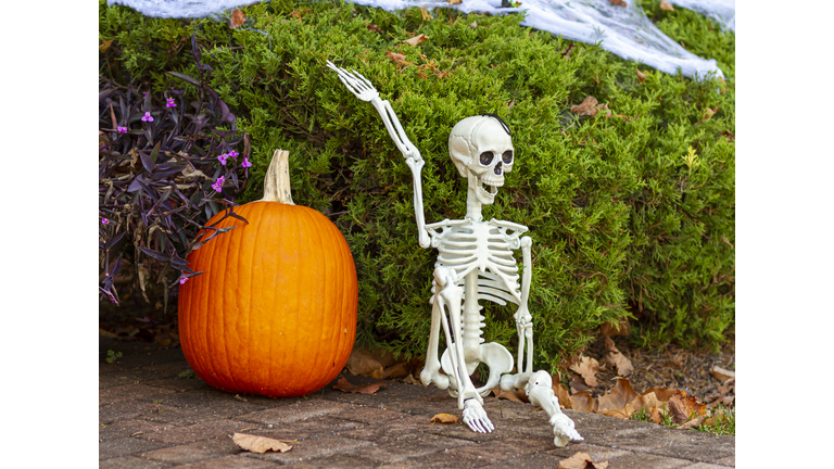 Halloween decoration in front of a house. There is a giant pumpkin, a skeleton sitting on floor, shrubs covered with fake spider webs.