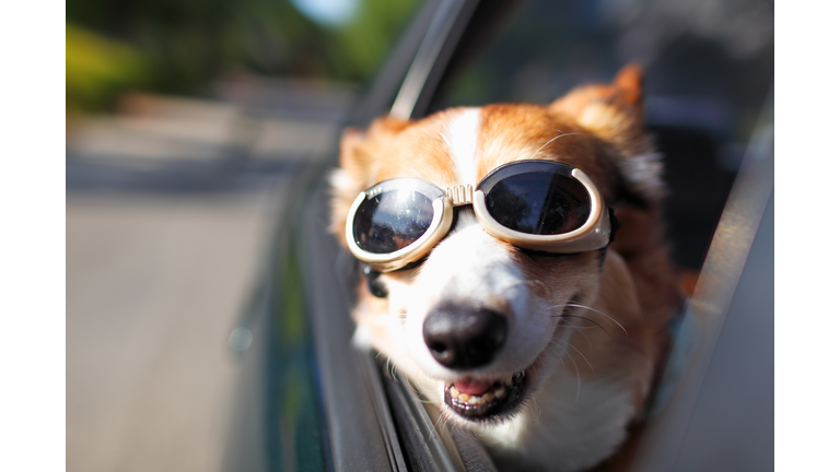 Dog Riding in Car