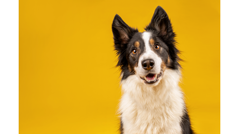 Crazy looking black and white border collie dog say looking intently on bright yellow background