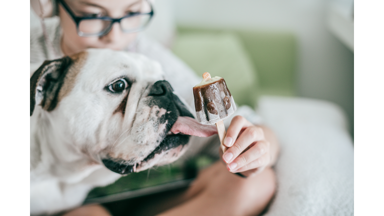 bulldog licking a icelolly