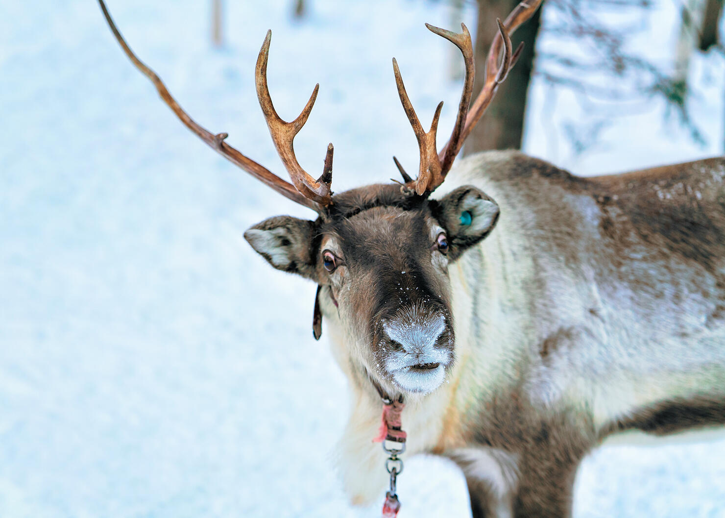 Reindeer at Snow Forest in Rovaniemi Finland Lapland