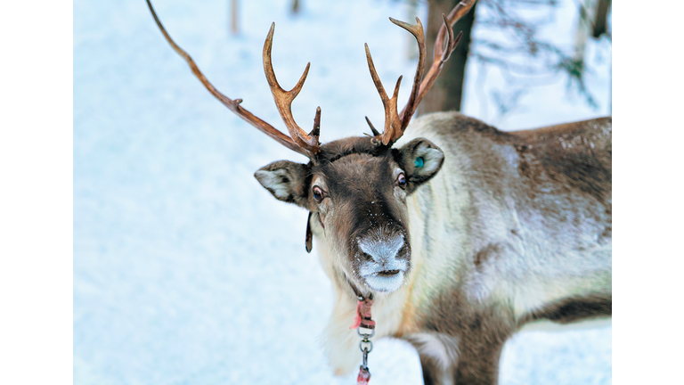 Reindeer at Snow Forest in Rovaniemi Finland Lapland
