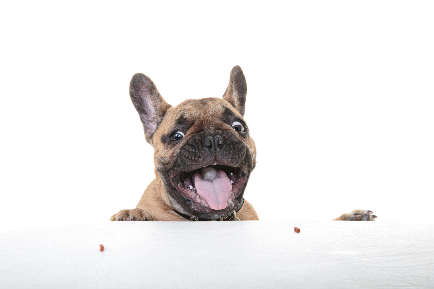 Headshot of a smiling French Bulldog Puppy looking at the camera on a white backdrop