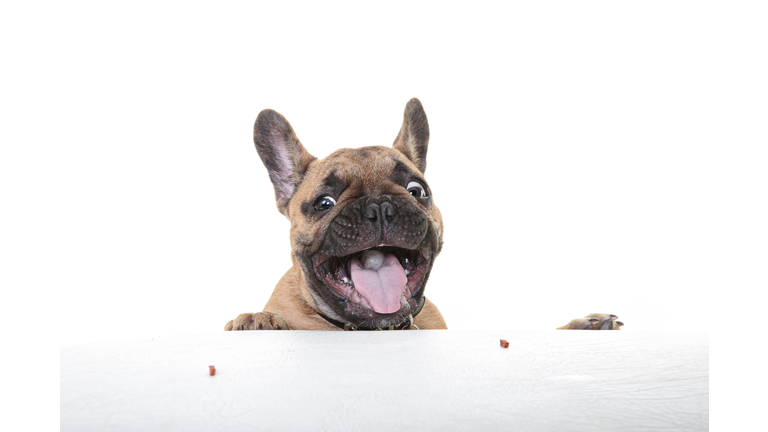 Headshot of a smiling French Bulldog Puppy looking at the camera on a white backdrop