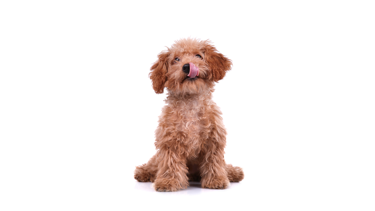Little Dog - XXLarge