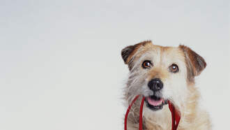 Happy National Mutt Day!