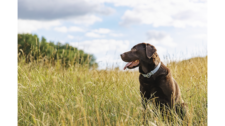 Portrait of a chocolate Labrador in the countryside