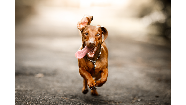 Cute dog running outside