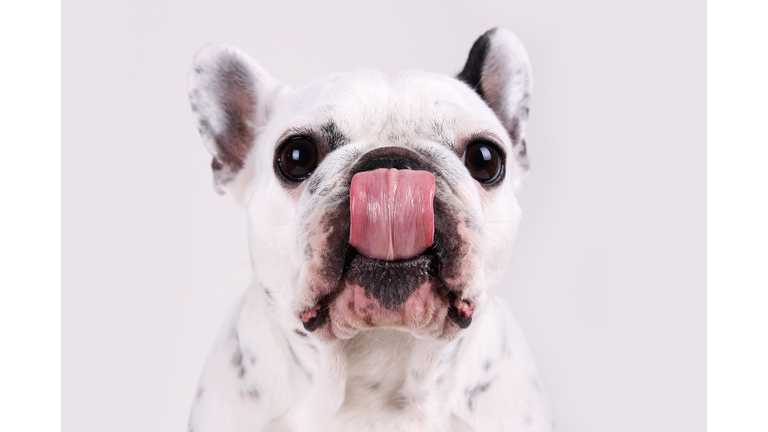 French bulldog with tongue out