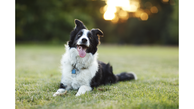 Happy border collie dog outdoors