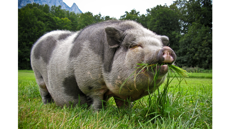 Pot bellied pig