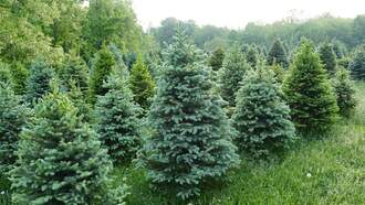 Second Date Update: Brian and Aubrey (The Boy Who Cried Tree)