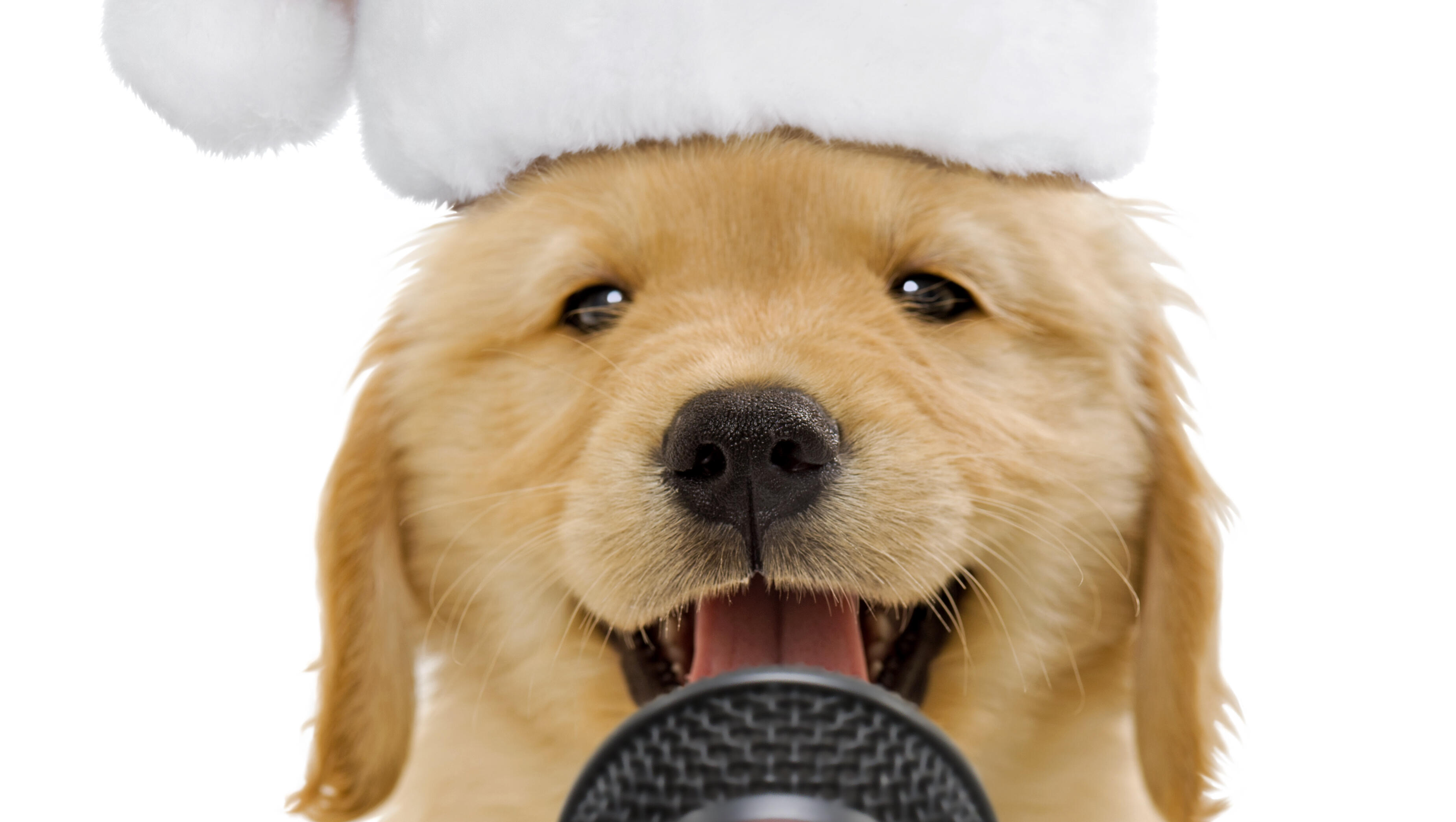 12/12/25 Blog: Ask Me Anything, And Home For the Howlidays! 