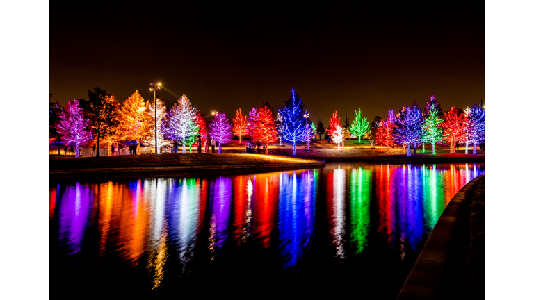 Lots of Christmas trees decorated in colorful lights.