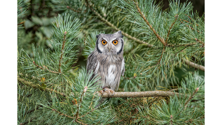 white faced scops owl