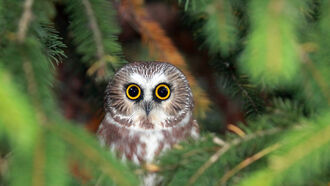 Giant Owls & Thunderbirds