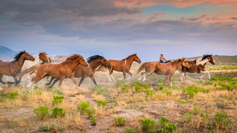 The Mob in Hollywood / Wild Horse Advocacy