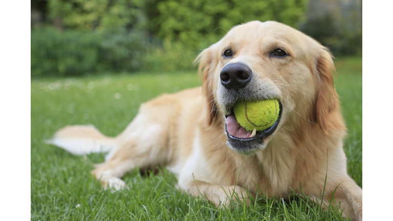Golden retriever lying on grass with tennis ball in mouth