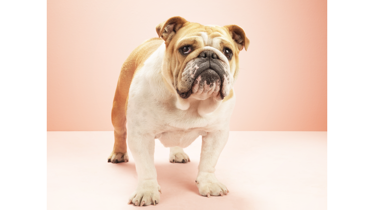 English bulldog, against pink background