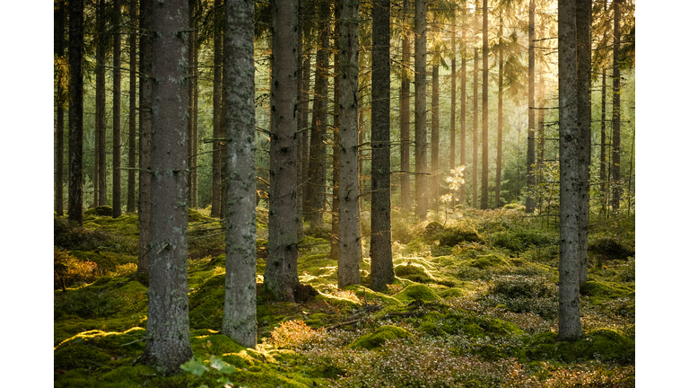 Evening sun shining in spruce forest with a little pine in focus in the background in the summer