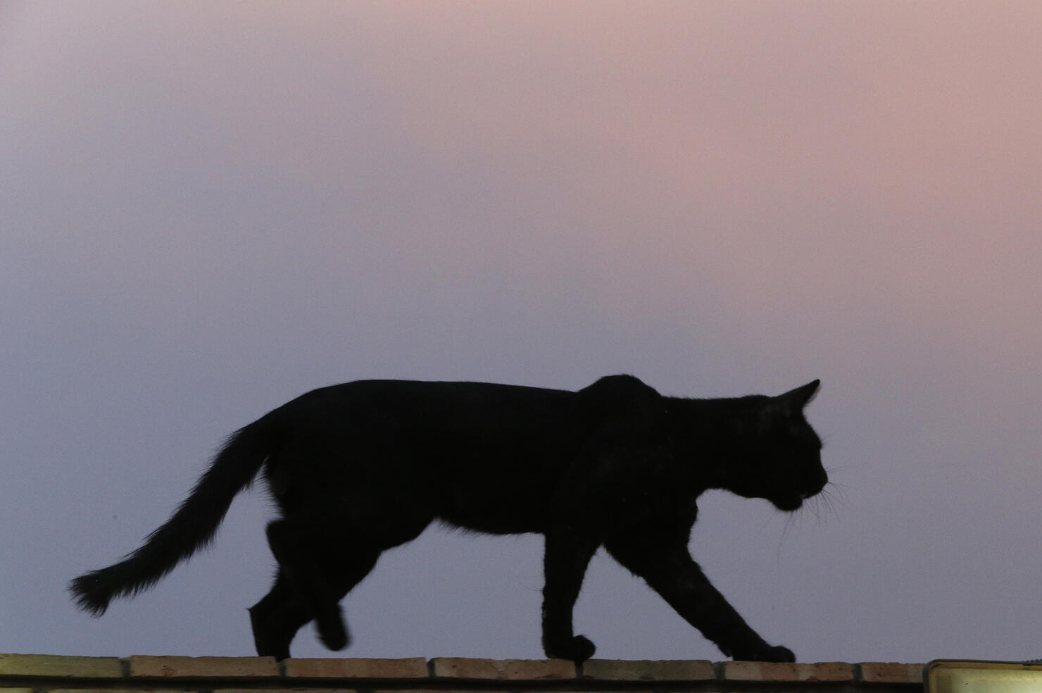 Black cat on a wall.