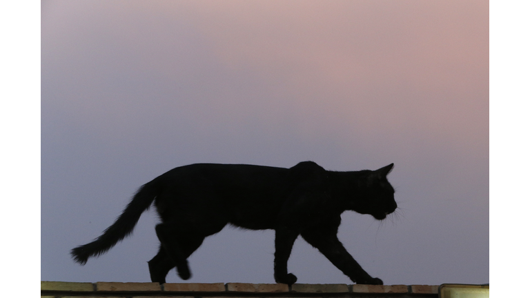Black cat on a wall.