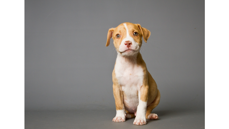 Pit-bull puppy