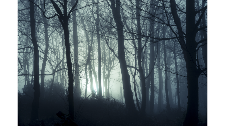 Foggy winter morning in British woodland