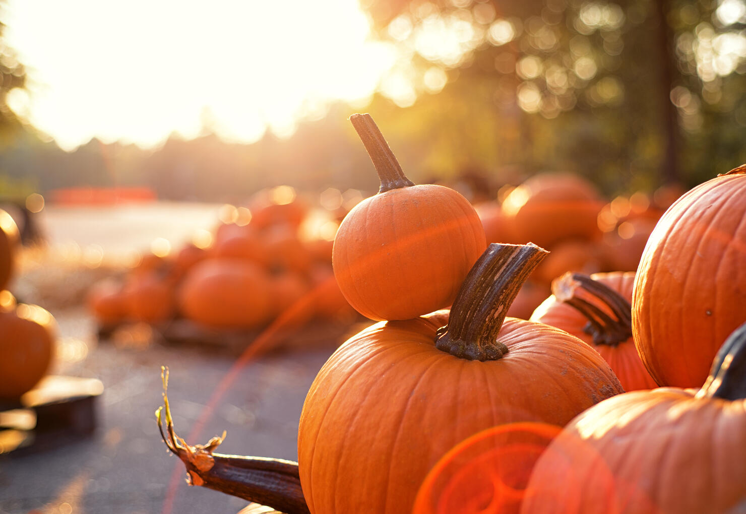 At the pumpkin patch