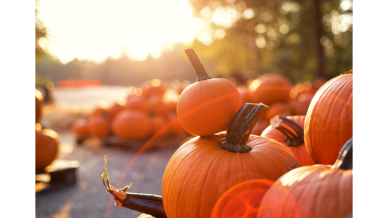 At the pumpkin patch