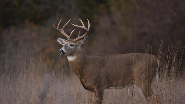 Ohio Hunters Checked 85,448 Deer During Gun Season, Knox County 5th Most