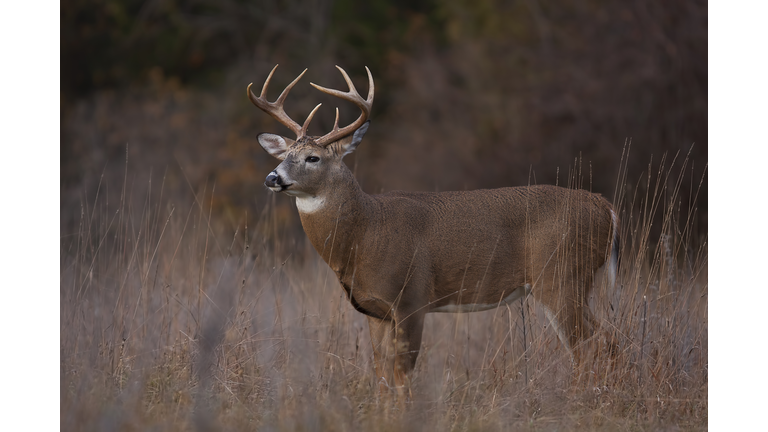 White-tailed deer buck during the rut in a autumn meadow in Canada