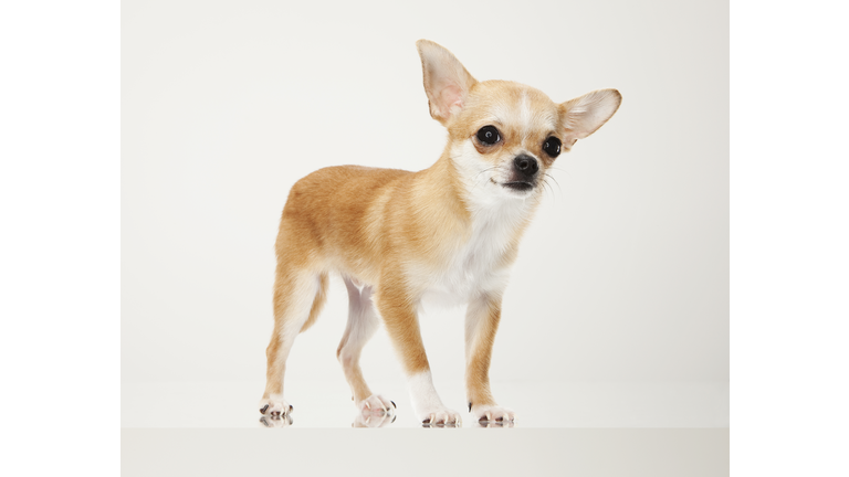 Tan Chihuahua dog portrait