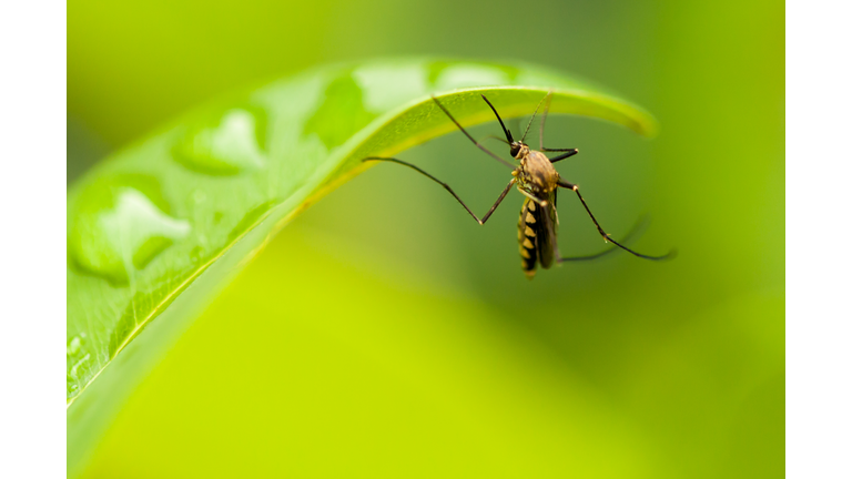 Mosquito on a leaf