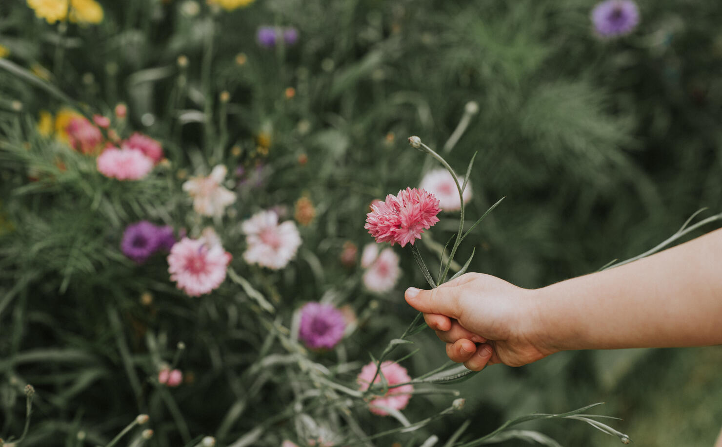 Child picking a Corn Flower