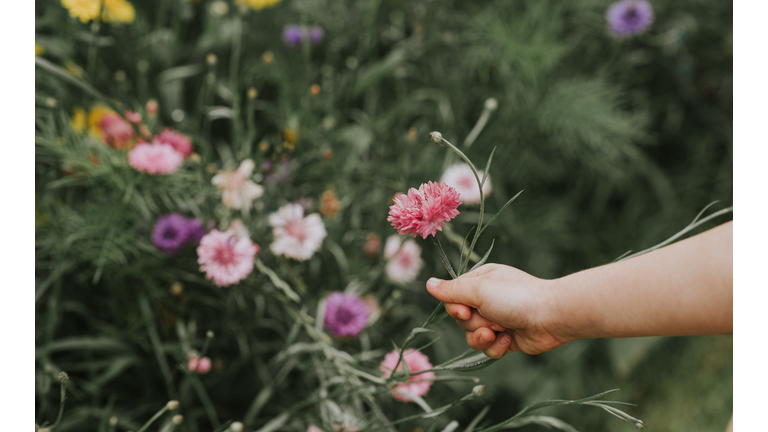 Child picking a Corn Flower