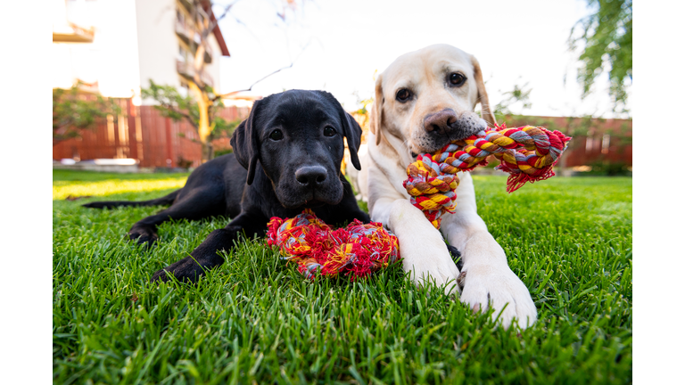 Two dogs working and playing together outside