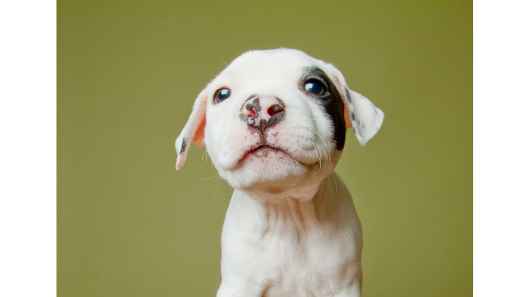 Pit bull puppy