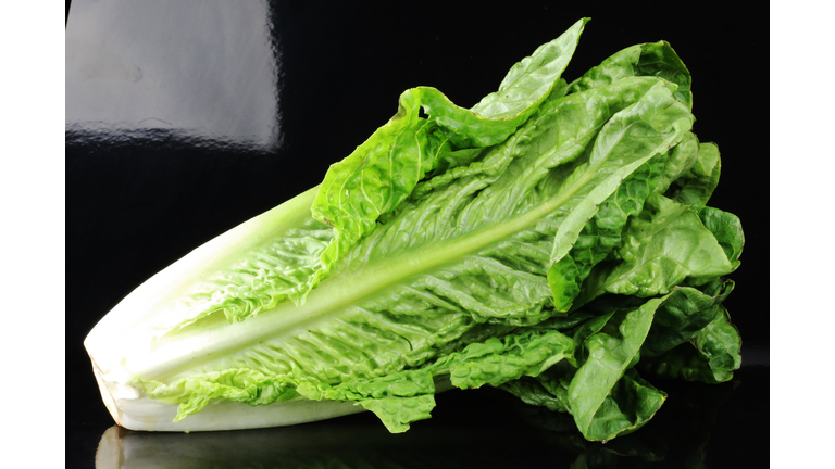 Romaine lettuce on a black background (Lactuca sativa L. var. longifolia)