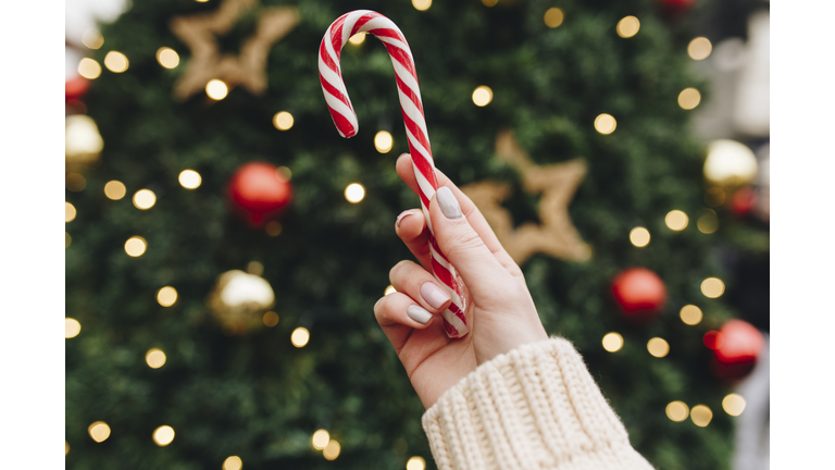 Hand of Caucasian woman holding candy cane near Christmas tree