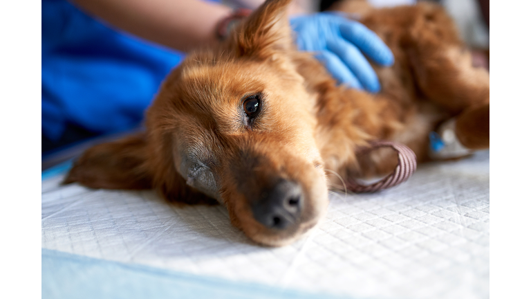 Sick and bitten dog, looking at the camera during medical check-up in a veterinary clinic. Veterinary control campaign.