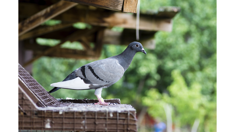 Side view of homing pigeon perching on birdhouse