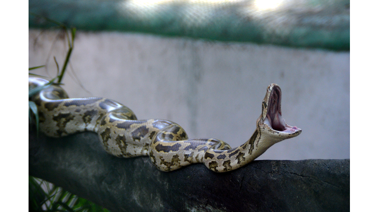Angry Python On Tree