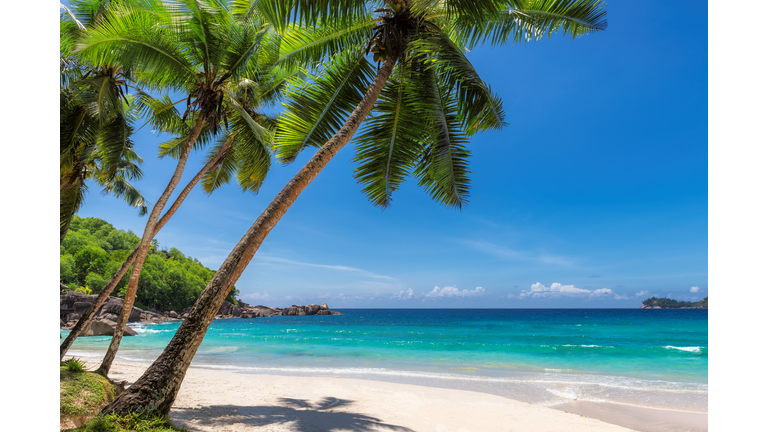 Paradise sandy beach with coco palm