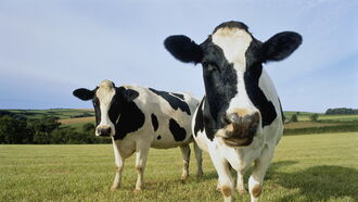 Mad Cow Disease in America