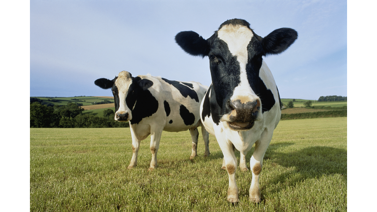 Two Holstein-Friesian cows in field, England
