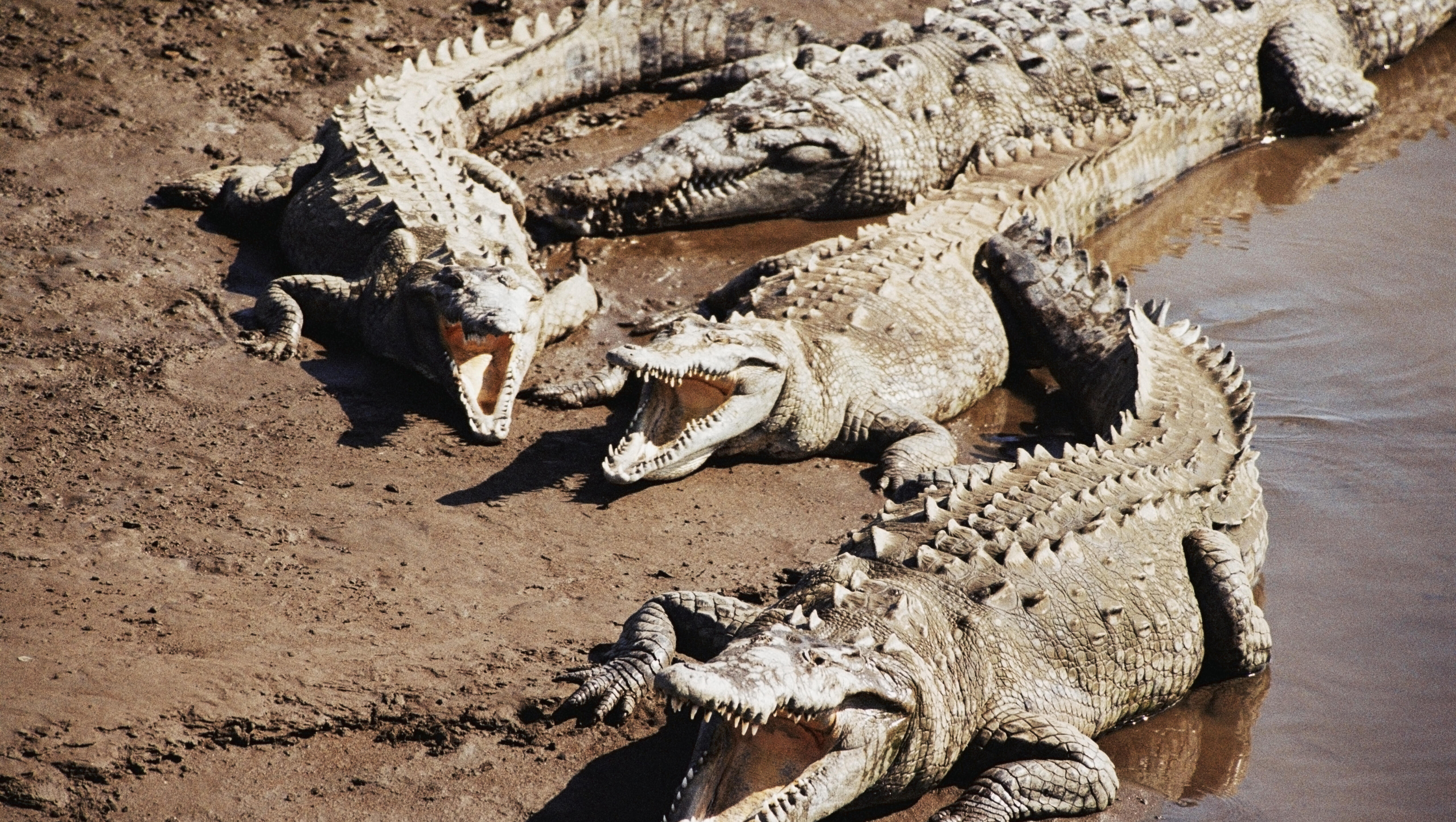 Tuesday MICKnugget- Alligator Alcatraz