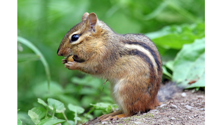 Close-Up Of Squirrel Eating Outdoors