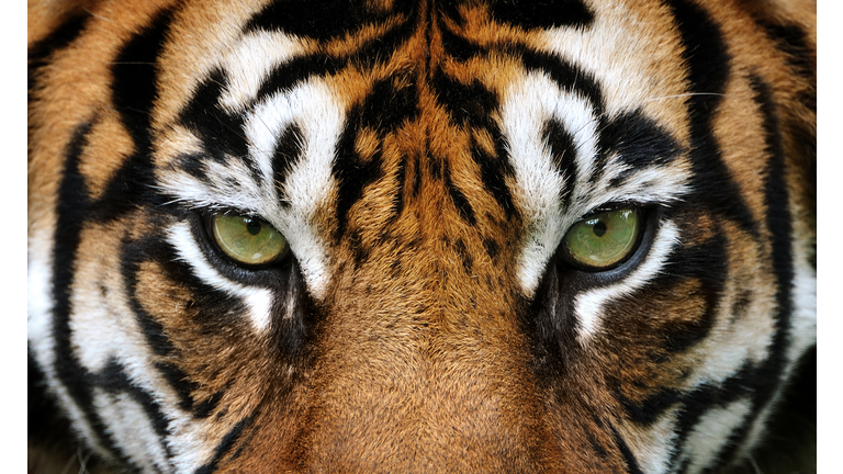 eyes of the tiger