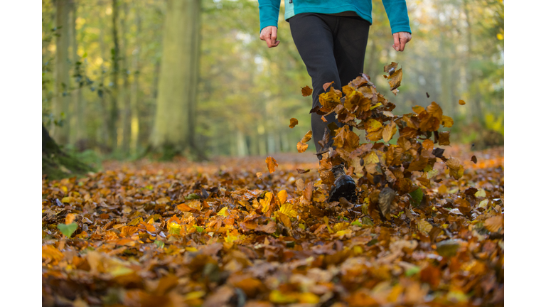 Woman walking and kicking up beech leaves, Norfolk